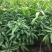 芒果苗1m以下金煌芒台农一号芒果苗