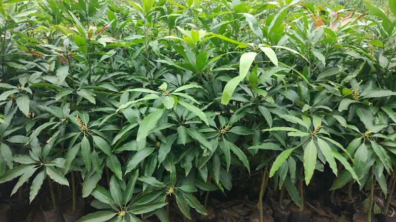 芒果苗1m以下金煌芒台农一号芒果苗