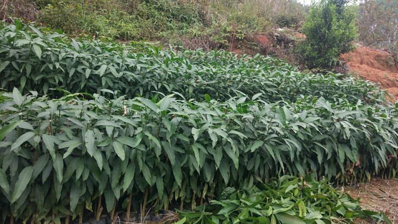 芒果苗1m以下金煌芒台农一号芒果苗