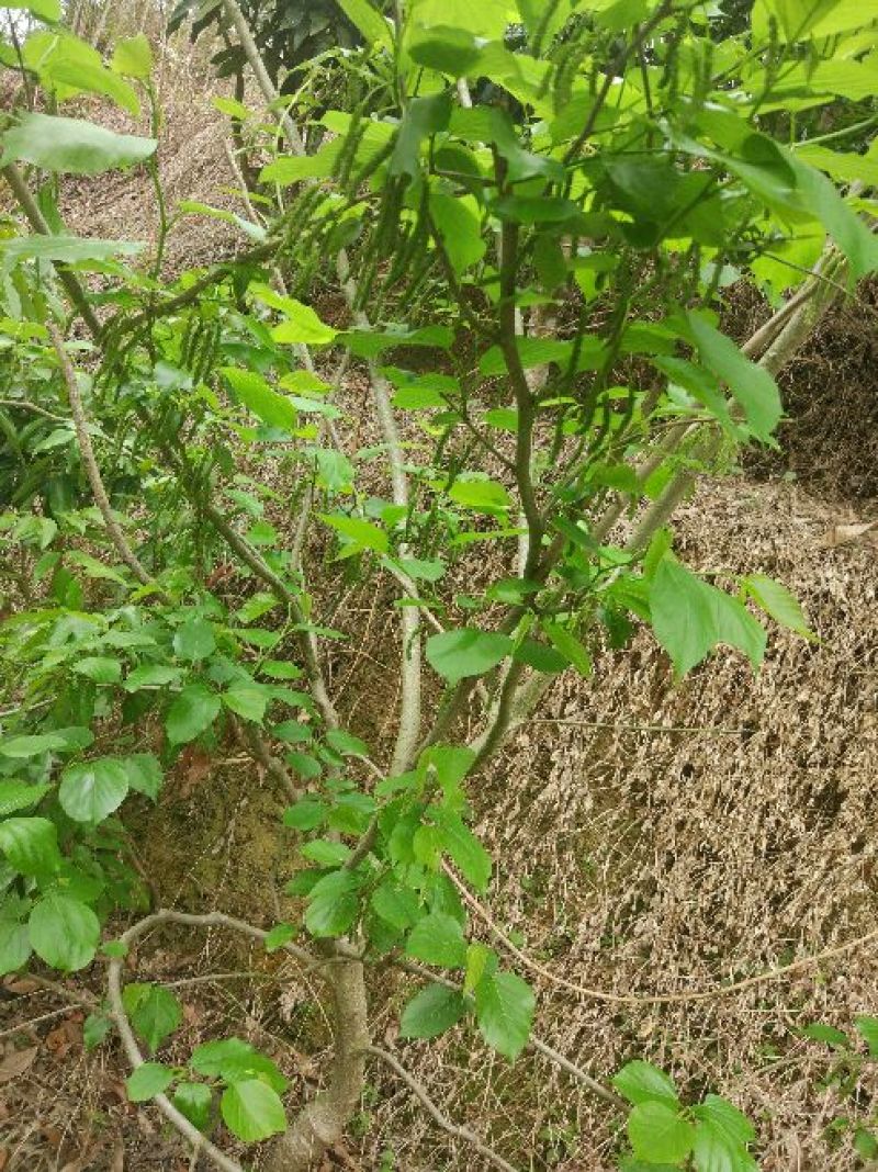 桑树苗40~50cm