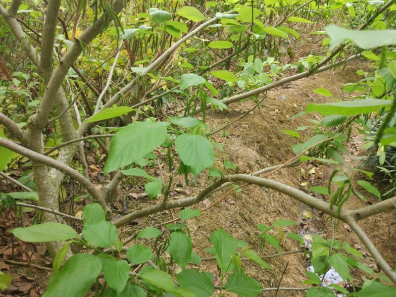 桑树苗40~50cm