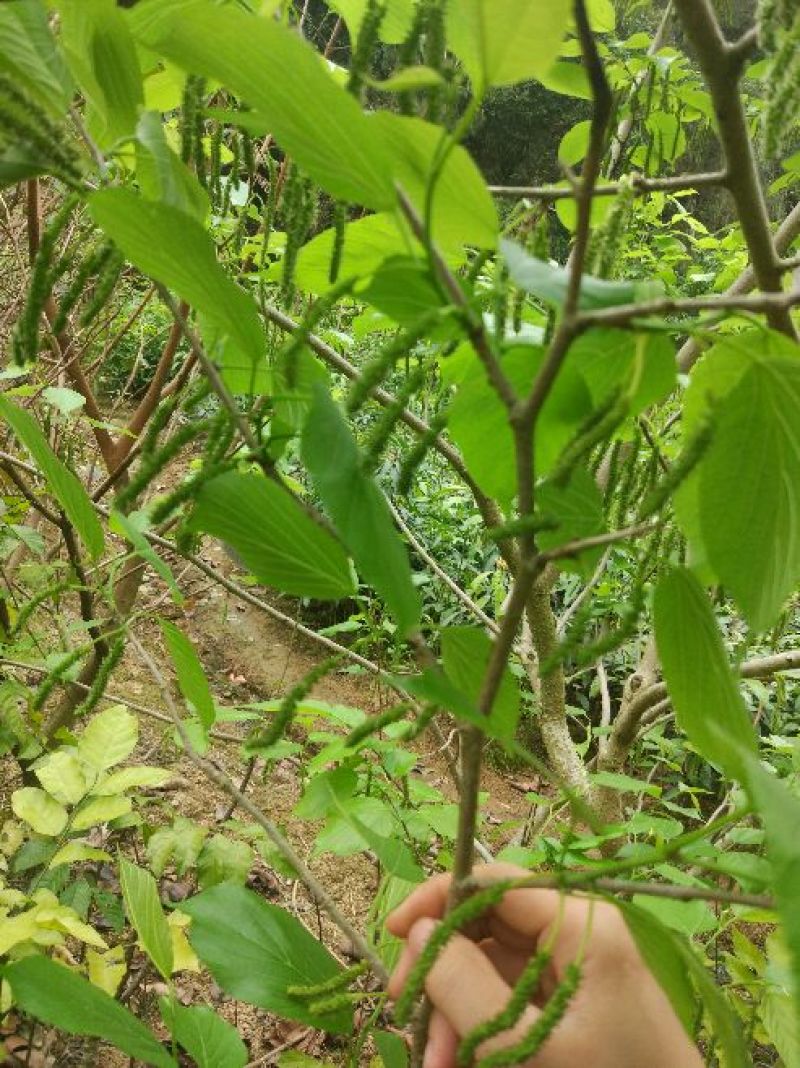 桑椹树苗桑树苗果桑树苗