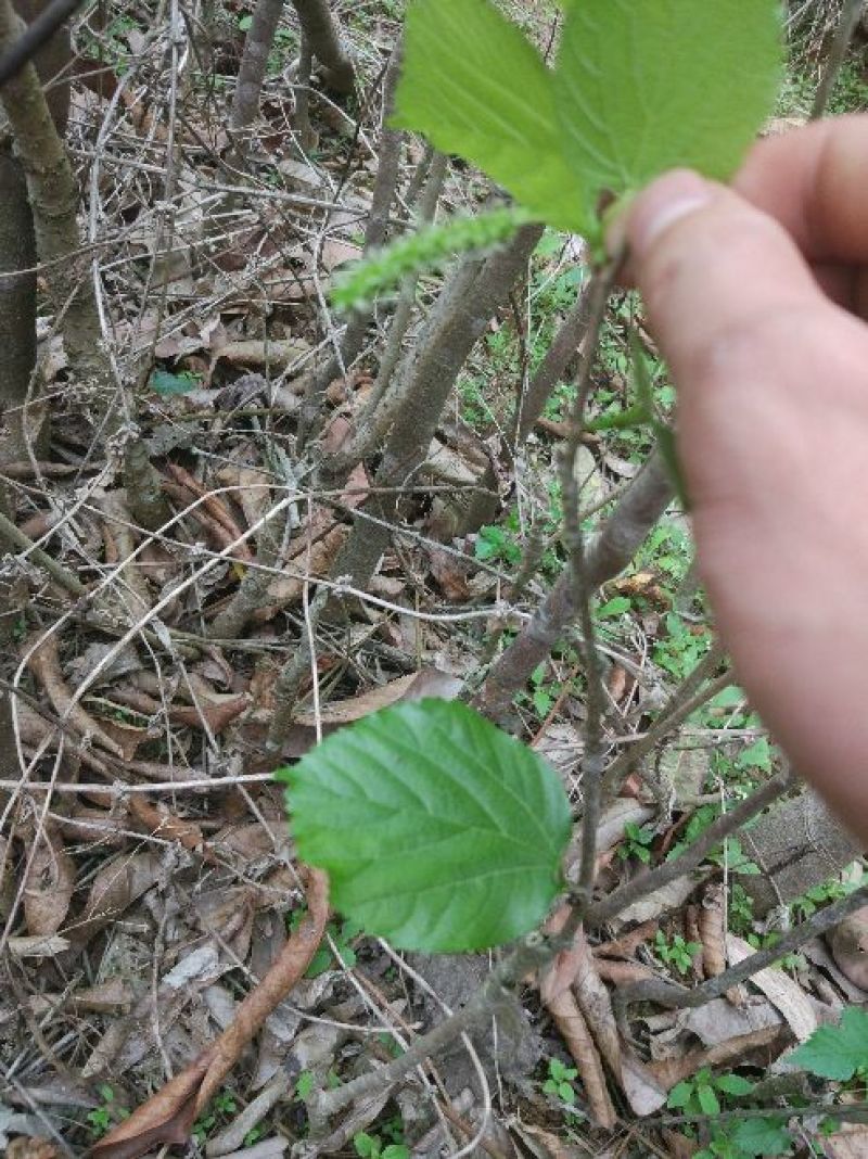 桑椹树苗桑树苗果桑树苗