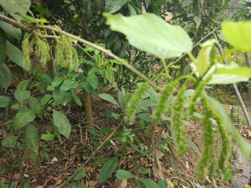 桑椹树苗桑树苗果桑树苗