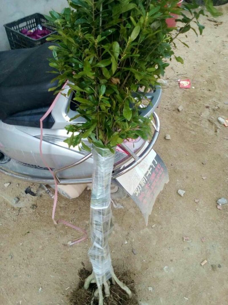 杨梅苗杨梅树苗
