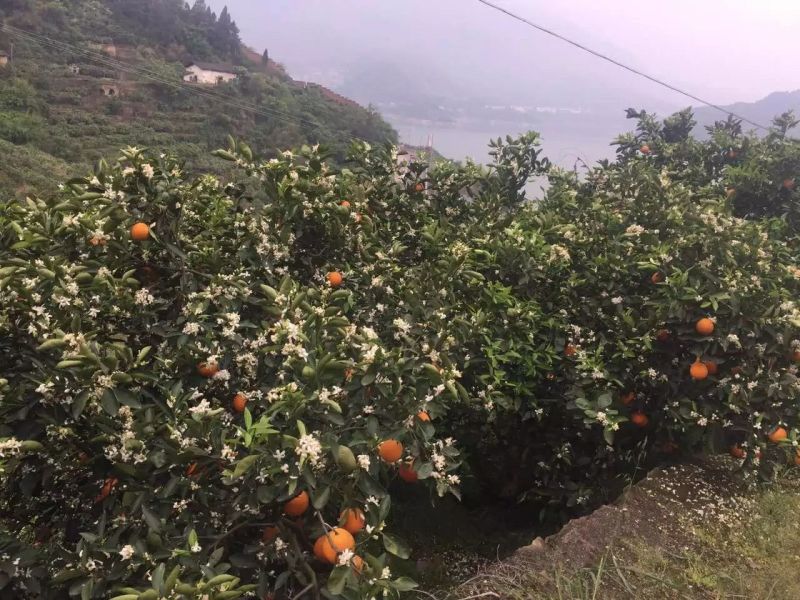 柑橘枝条伦晚枝条正宗伦晚