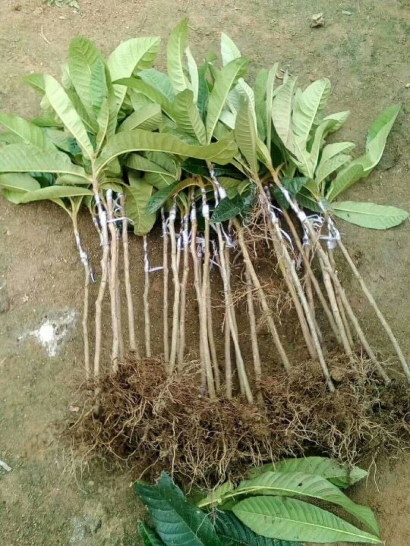 枇杷树苗30~50cm