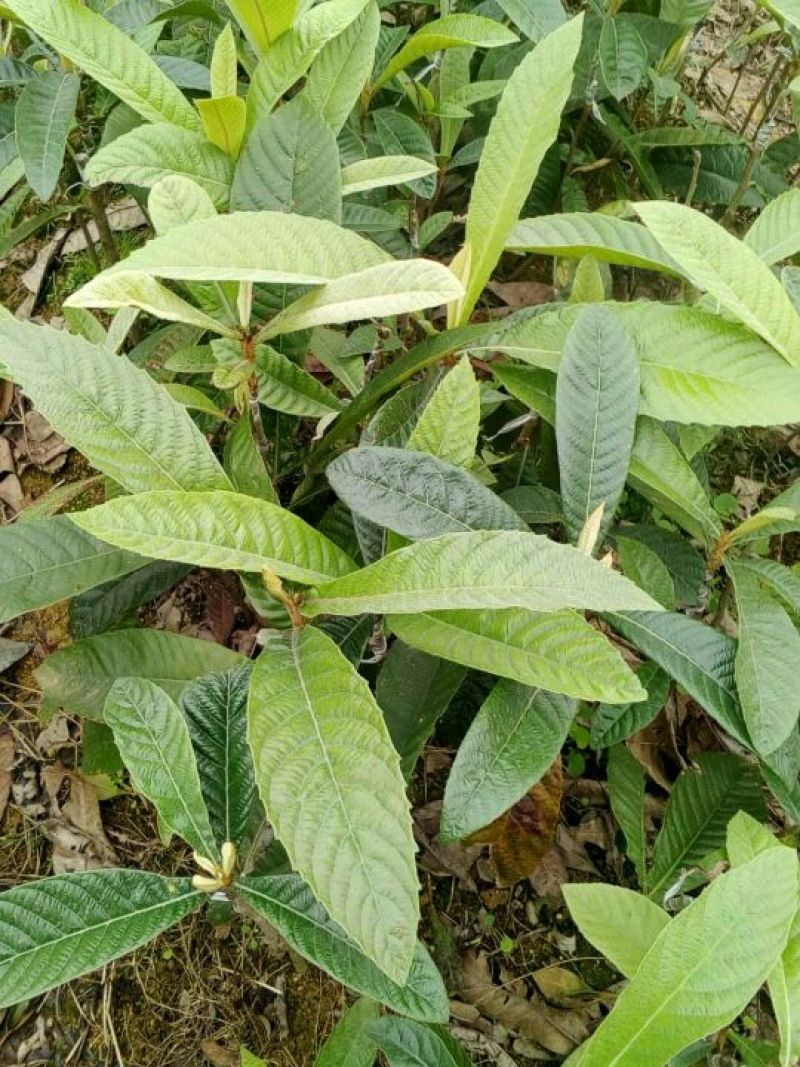 枇杷树苗30~50cm