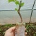 葡萄苗30~50cm2年
