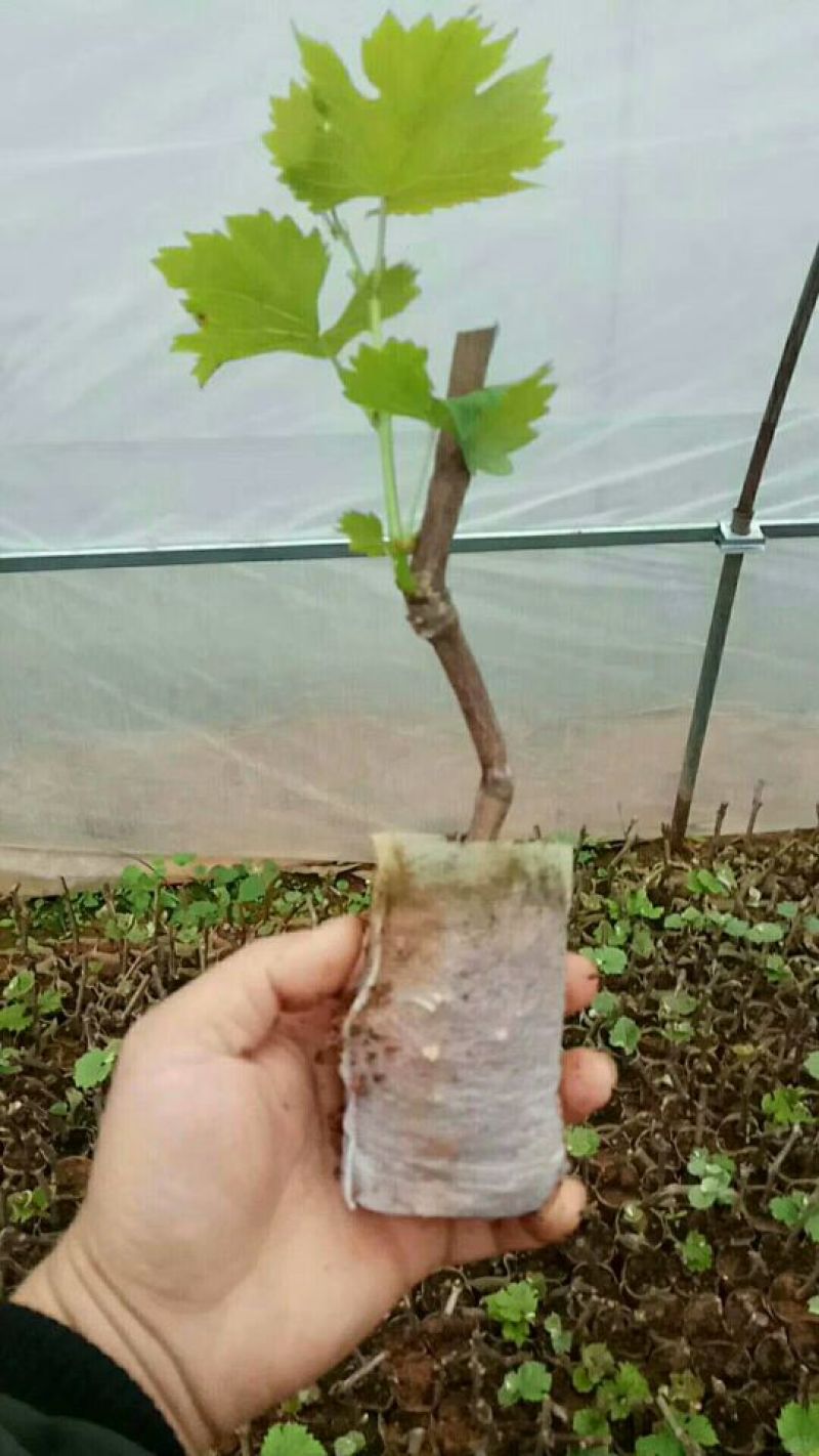 葡萄苗30~50cm2年