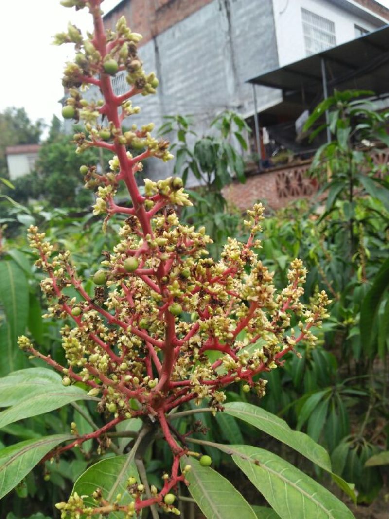 芒果树