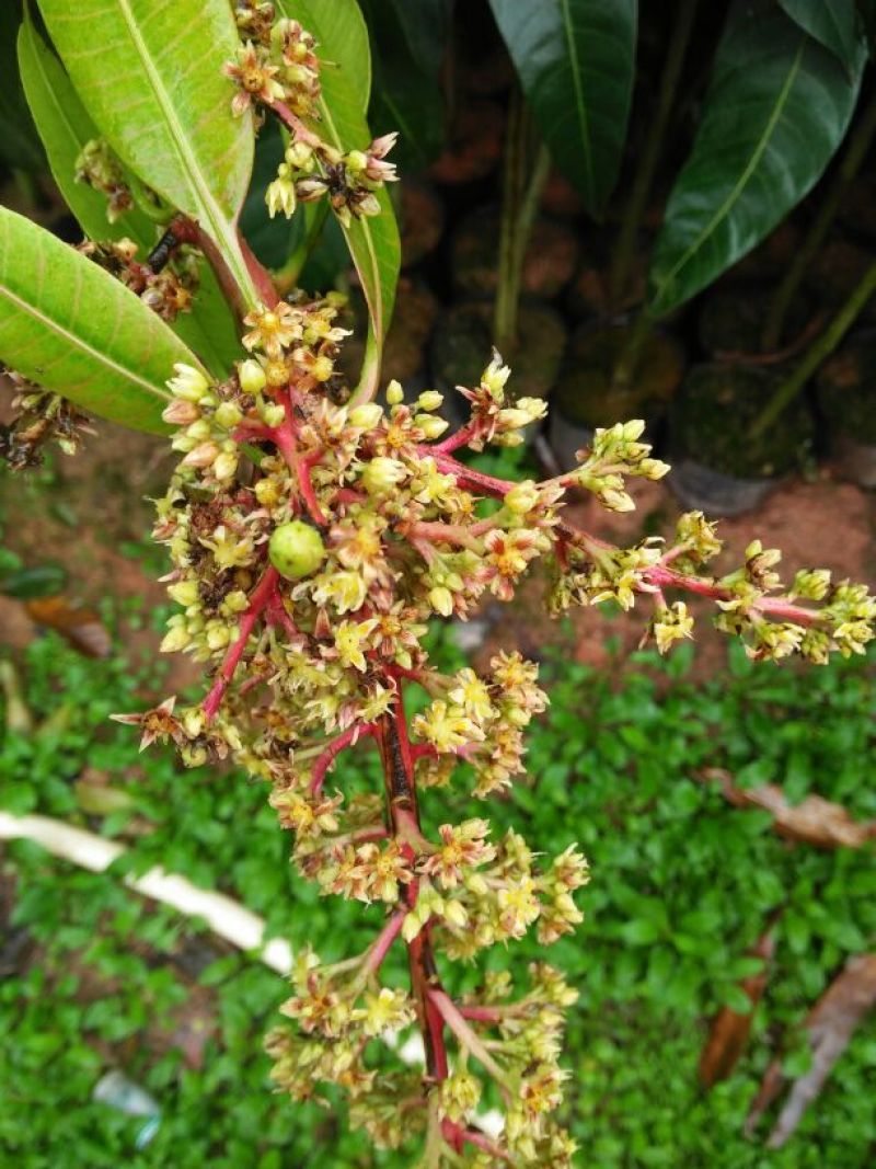 芒果树