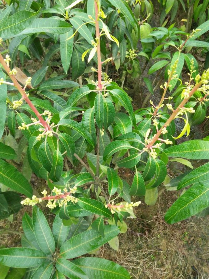 芒果树
