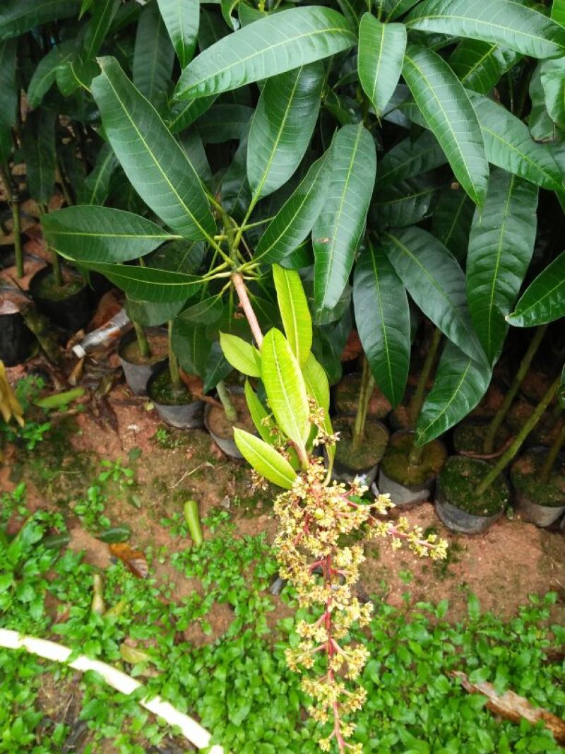 芒果树