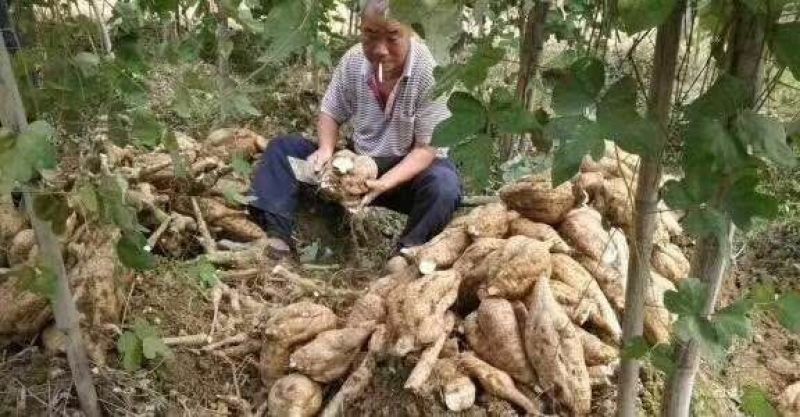 葛根粉丝散装