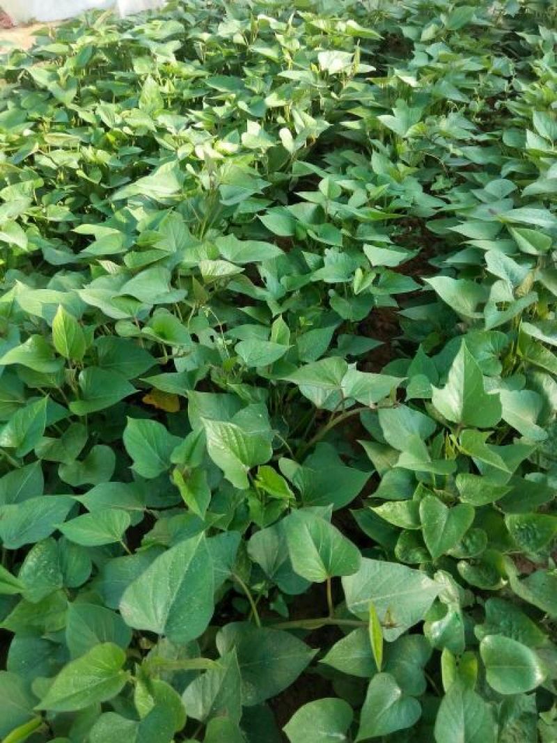 薯苗，提供各种薯苗。红薯苗15~25cm