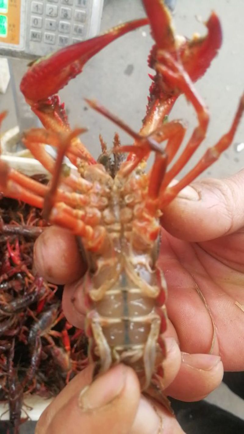 小龙虾食用4-6钱（20-30克）活虾小龙虾主养