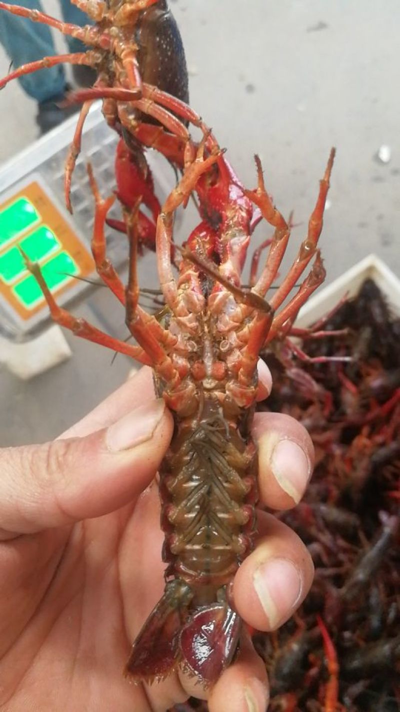 小龙虾食用4-6钱（20-30克）活虾小龙虾主养