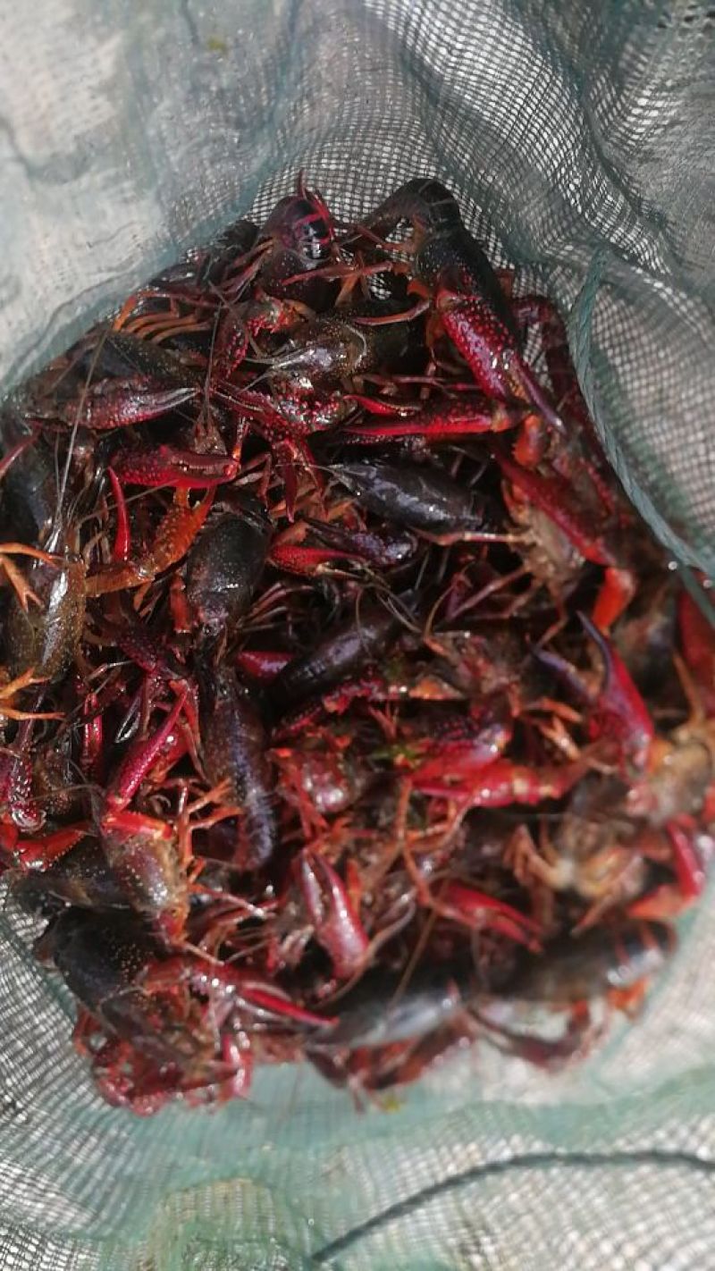 小龙虾食用4-6钱（20-30克）活虾小龙虾主养