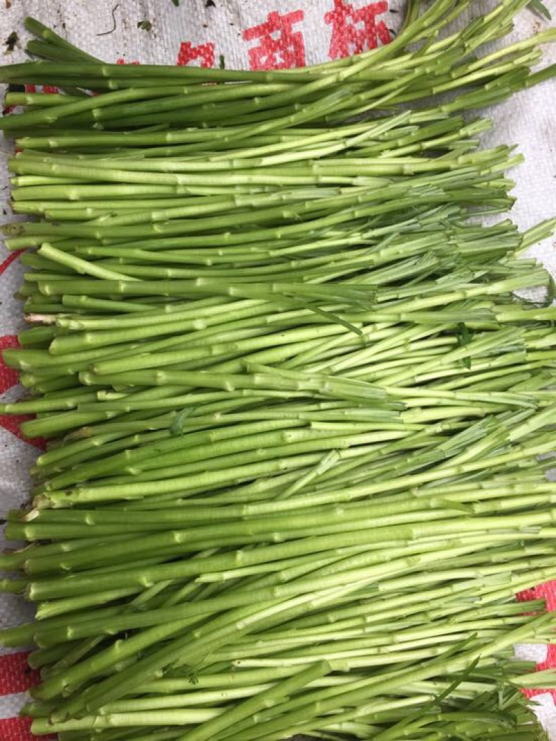 芦篙新鲜当天现货现发农家种植藜蒿