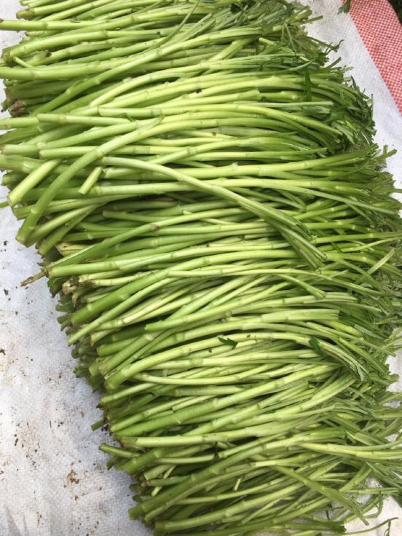 芦篙新鲜当天现货现发农家种植藜蒿