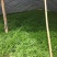 芦篙新鲜当天现货现发农家种植藜蒿