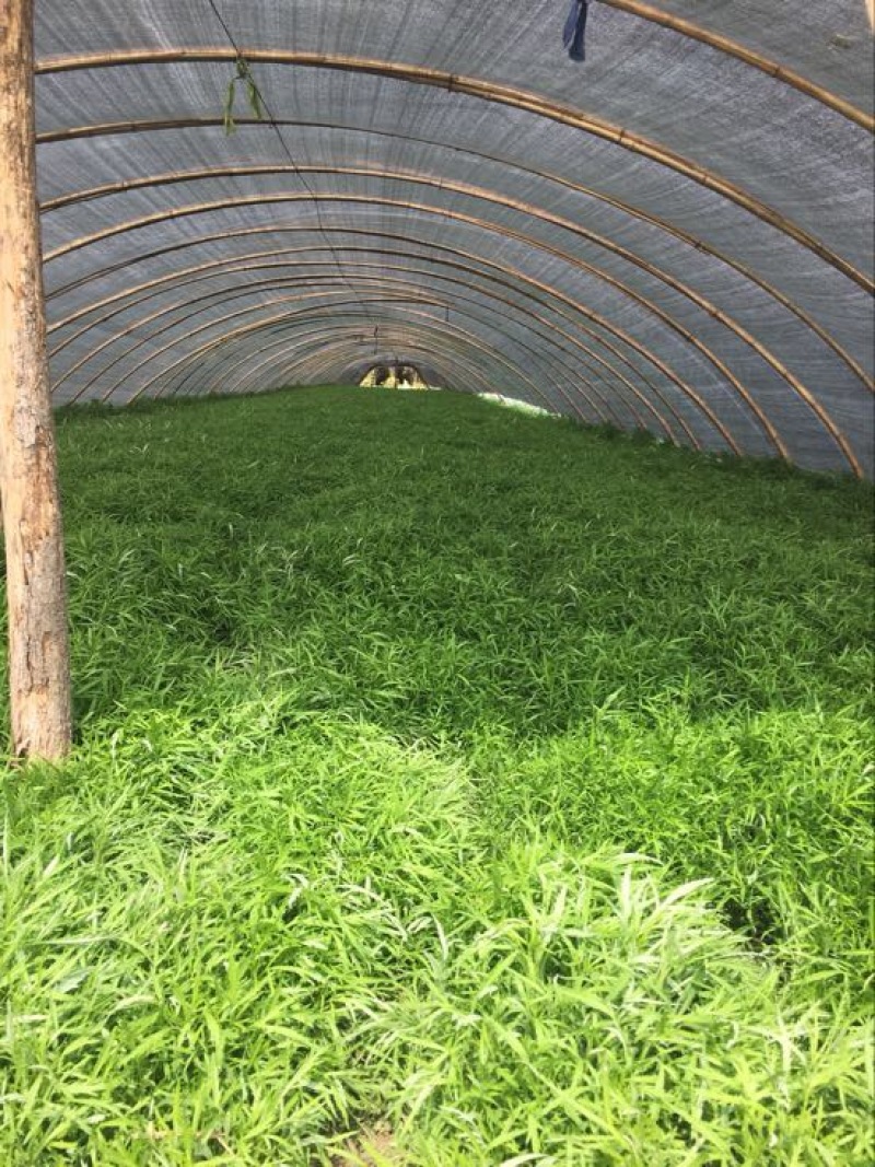 芦篙新鲜当天现货现发农家种植藜蒿