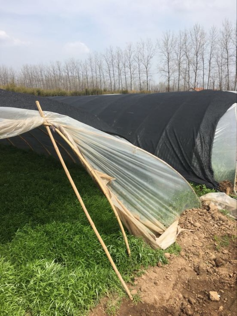 芦篙新鲜当天现货现发农家种植藜蒿