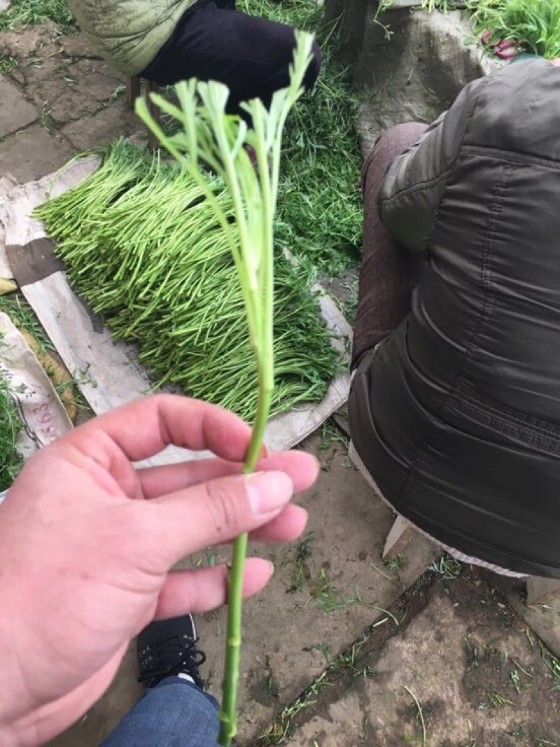芦篙新鲜当天现货现发农家种植藜蒿