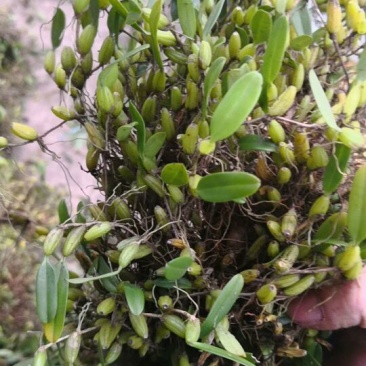 石橄榄