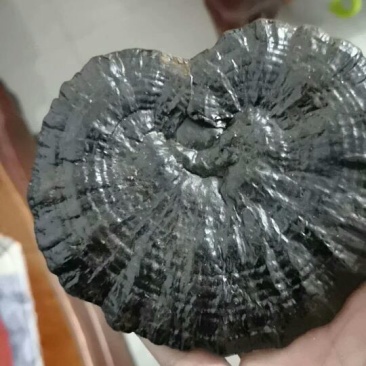 山色峪灵芝十万大山野生黑灵芝