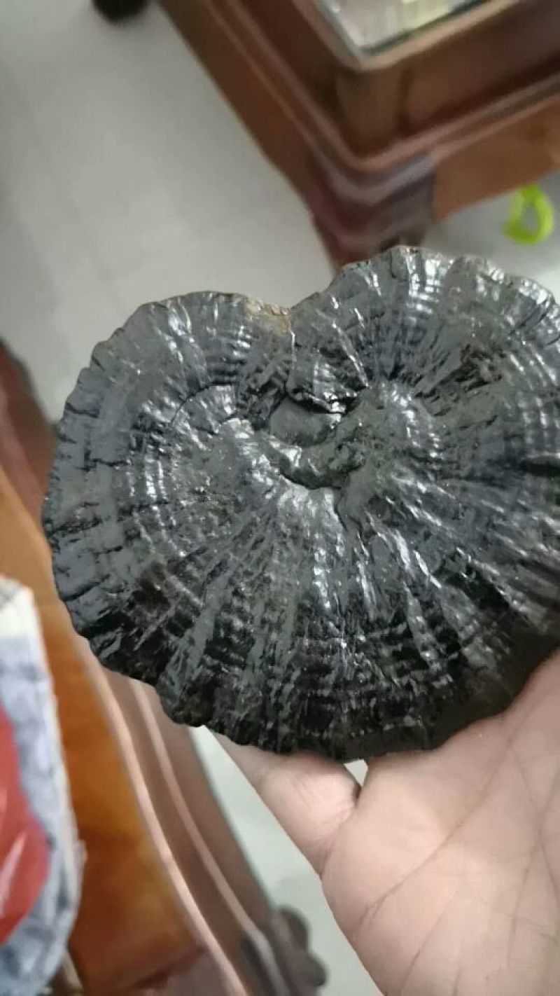 山色峪灵芝十万大山野生黑灵芝