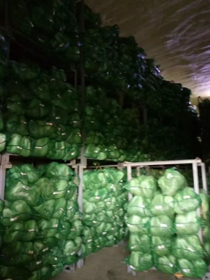 大白菜4~6斤净菜，产地直供，货源充足，散装，袋装，