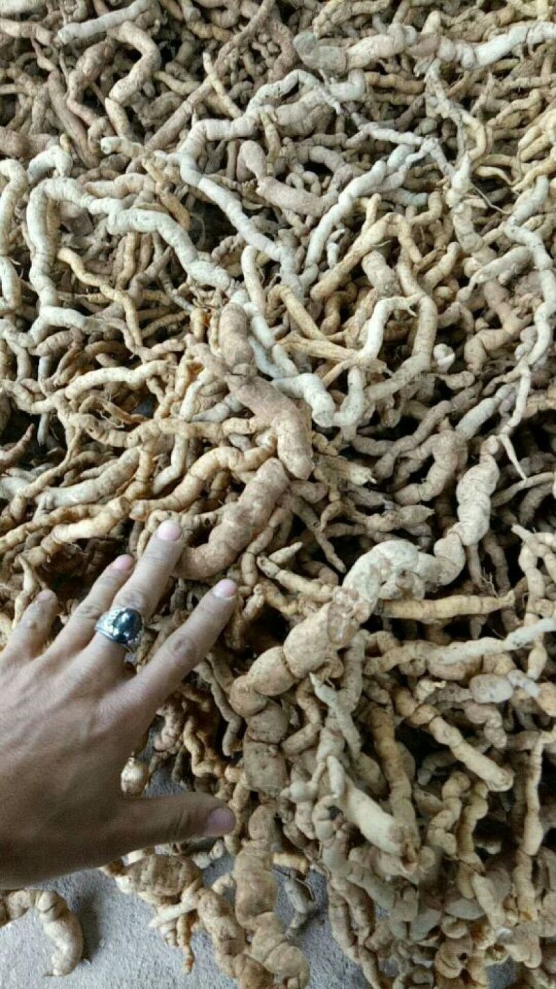 巴戟天一级