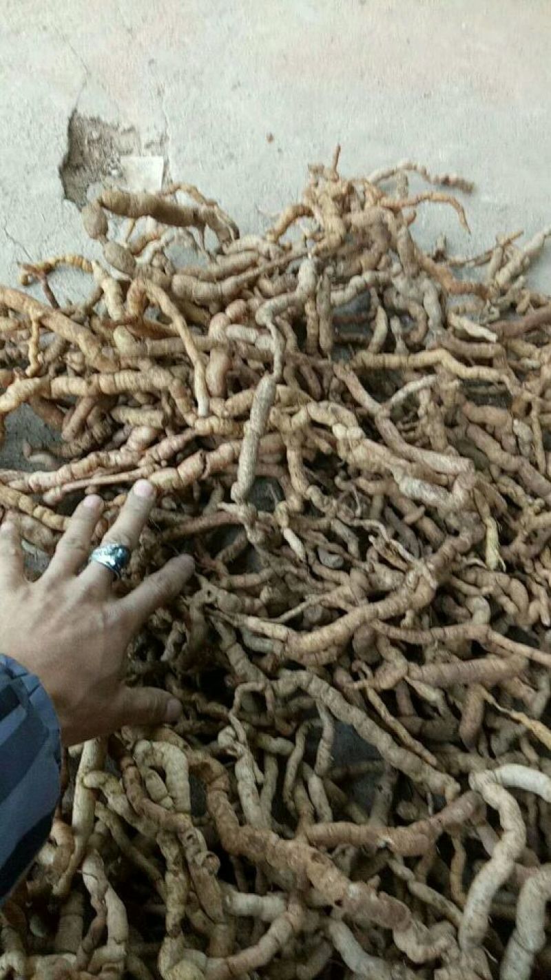 巴戟天一级