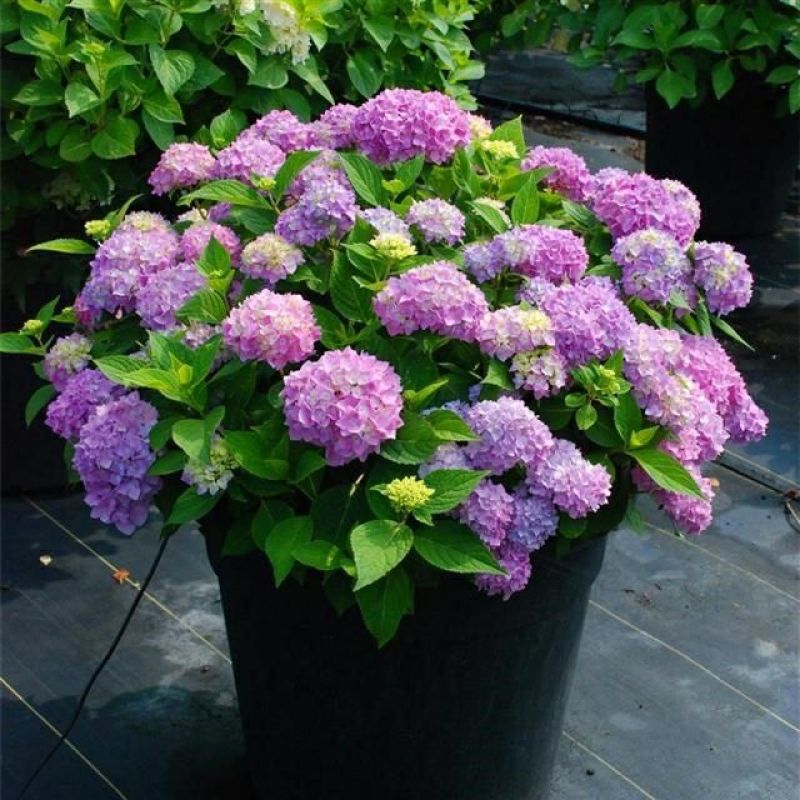 八仙花种苗