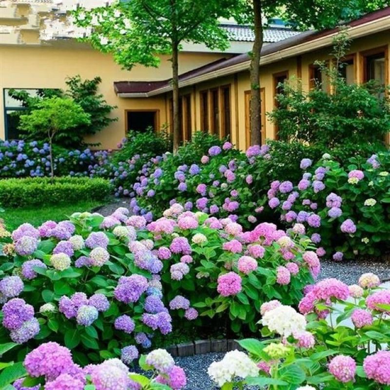 八仙花种苗