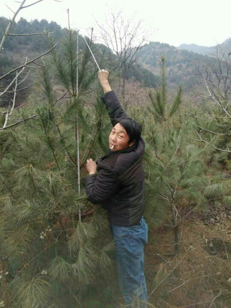 华山松杯苗，华山松大田，苗木农户，量大从优
