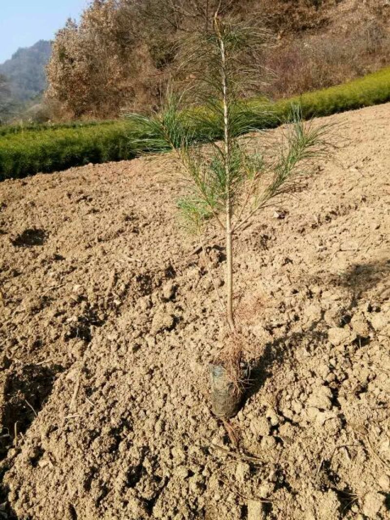 华山松杯苗，华山松大田，苗木农户，量大从优