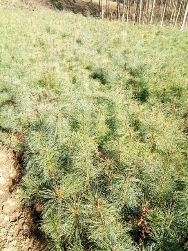 华山松杯苗，华山松大田，苗木农户，量大从优