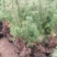 华山松杯苗，华山松大田，苗木农户，量大从优