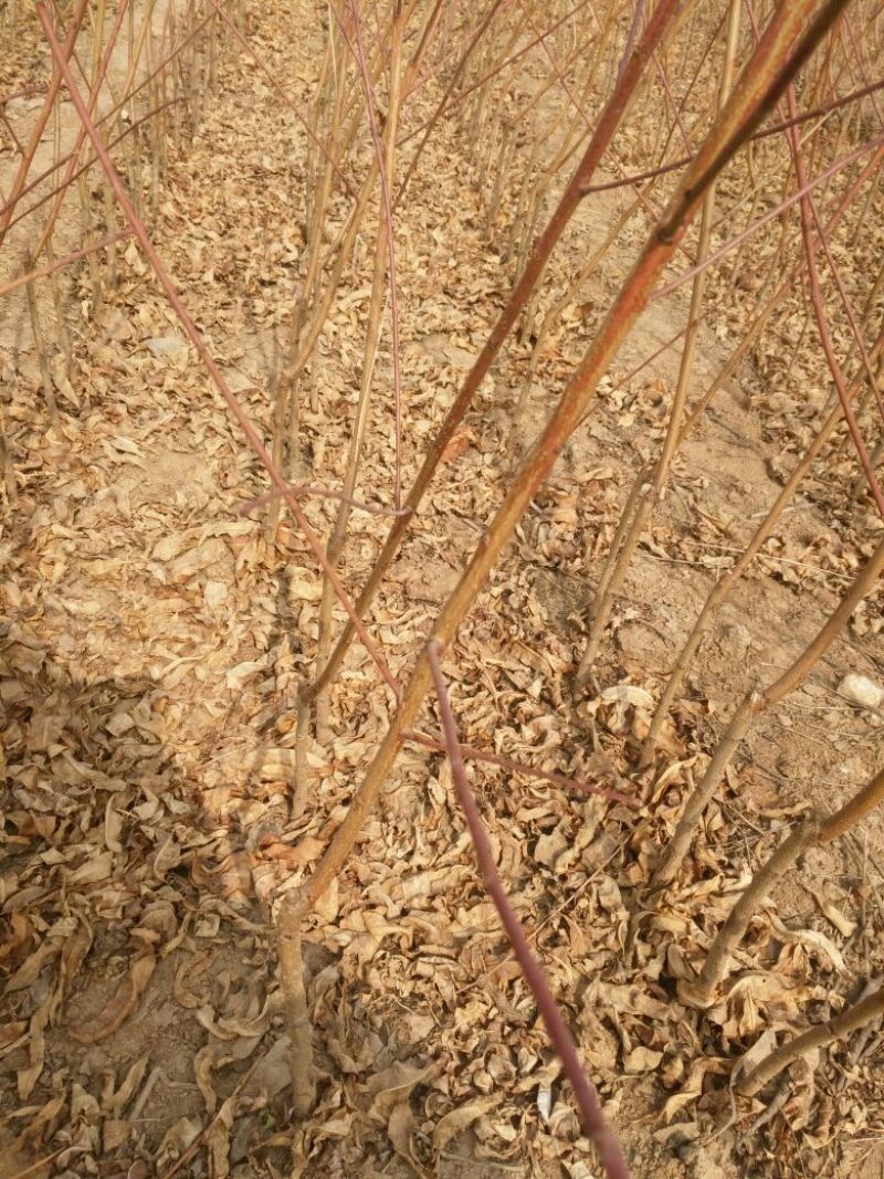 山东正宗黄桃苗圃基地。这里的品种超前。保证质量和纯度！