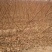 山东正宗黄桃苗圃基地。这里的品种超前。保证质量和纯度！