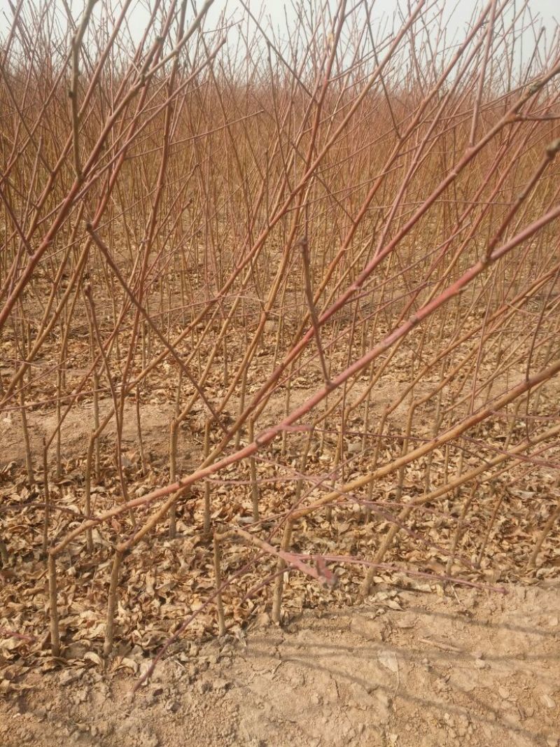 山东正宗黄桃苗圃基地。这里的品种超前。保证质量和纯度！