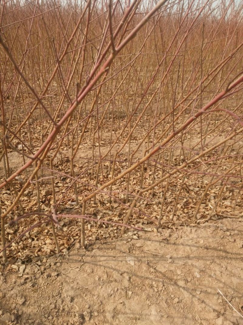 山东正宗黄桃苗圃基地。这里的品种超前。保证质量和纯度！