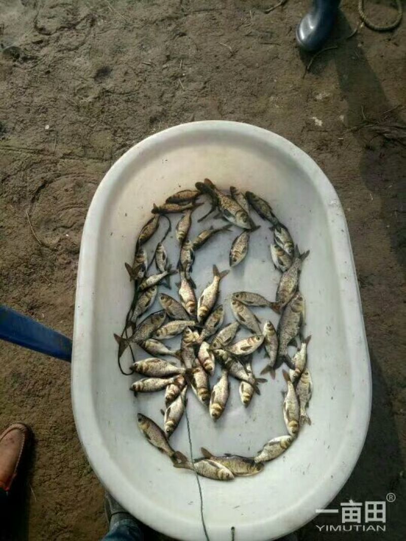花鲢鱼苗
