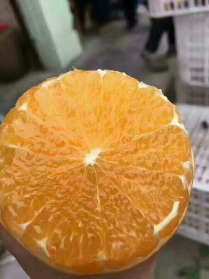 夏橙保质保量，鲜果热销欢迎新老客户前来咨询订购