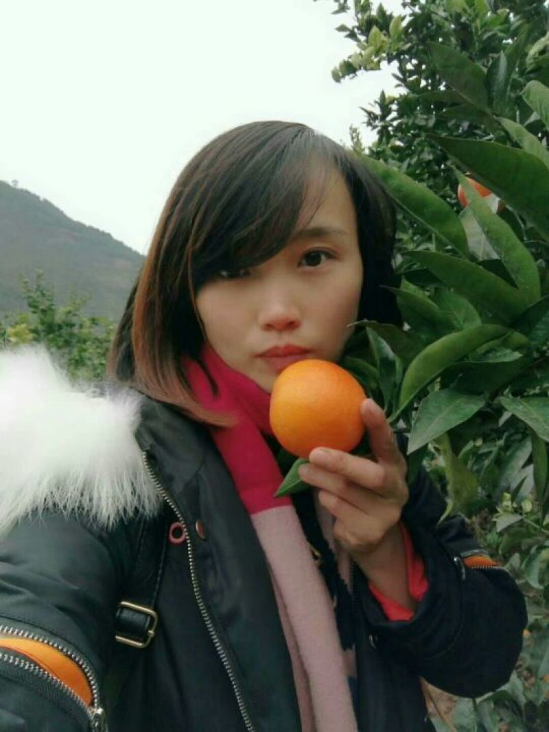 夏橙保质保量，鲜果热销欢迎新老客户前来咨询订购
