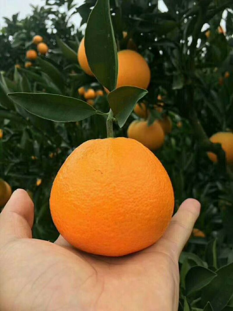 夏橙保质保量，鲜果热销欢迎新老客户前来咨询订购