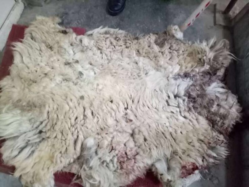 羊毛，新疆本地绵羊粗毛，纯种黑头羊羊毛